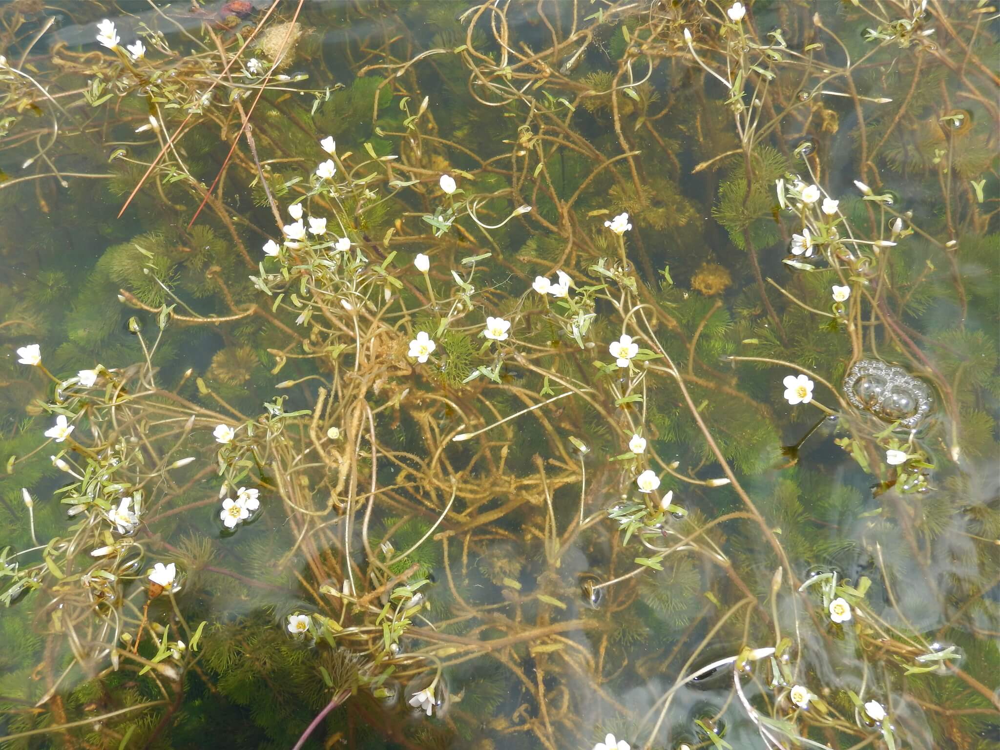 Cabomba caroliniana